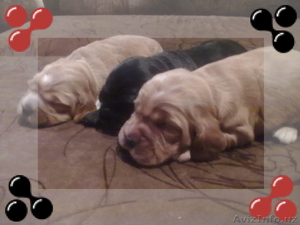 продаю щенков английского кокер спаниеля #57903