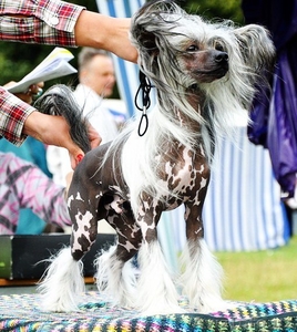 Китайской хохлатой ИнтерЧемпион приглашает подруг на вязку #512109